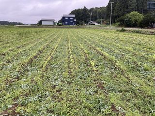 アカザを刈ってごぼうが見えるようになった草刈り後の滝沢ごぼう畑