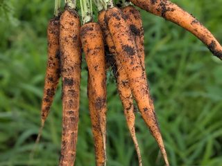 試し収穫したにんじんを手に持って確認している様子