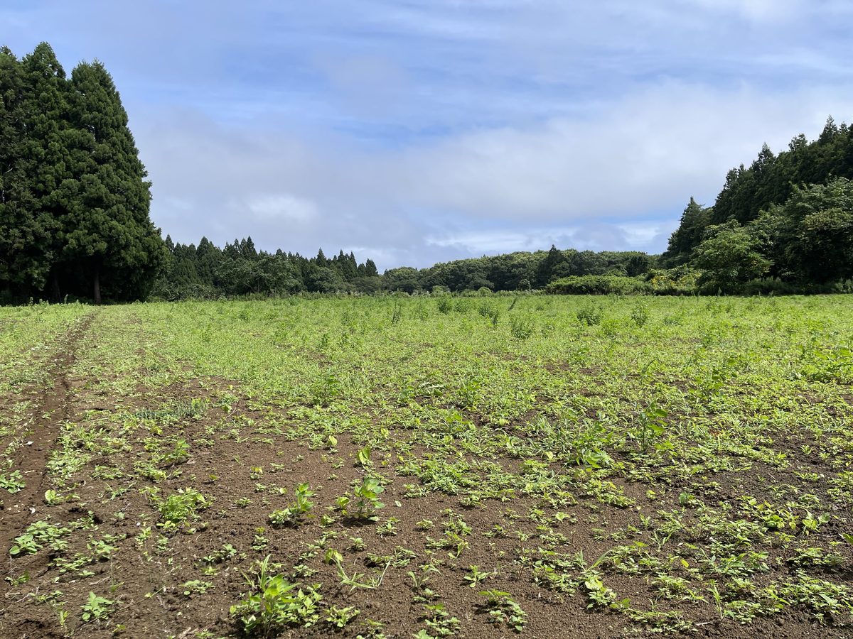 秋大根をまく前の草が生えた畑