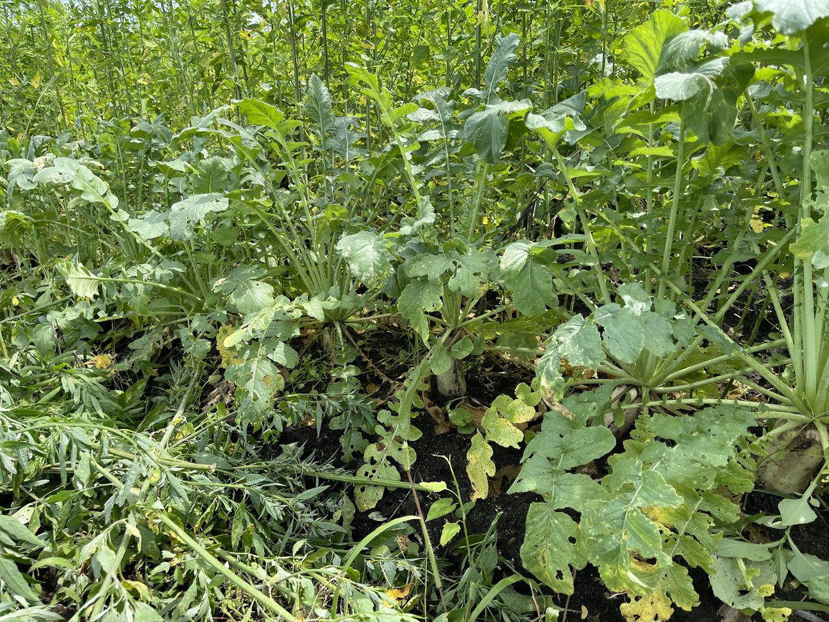 旬を過ぎて分解が進んだ春大根