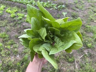 初夏の葉物セット