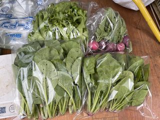 初夏の葉物セット