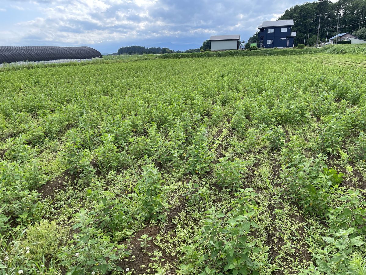 草や虫と一緒に育つアリカの畑