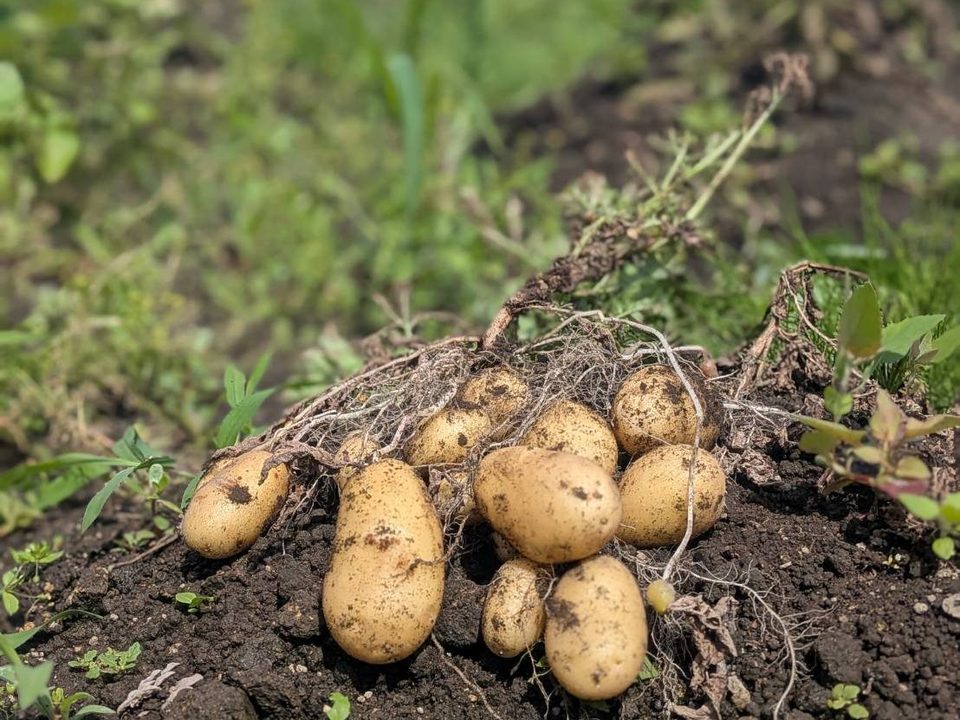 アリカ自然栽培 新じゃが2種食べ比べセット