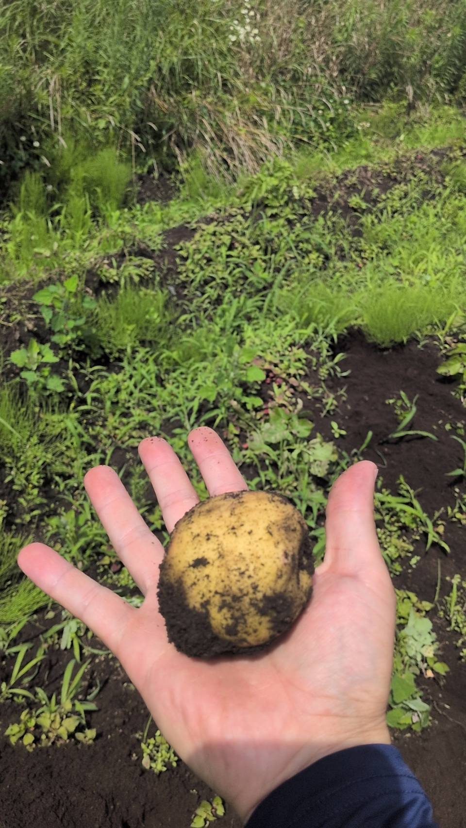 収穫した野菜を手に取り確かめる様子