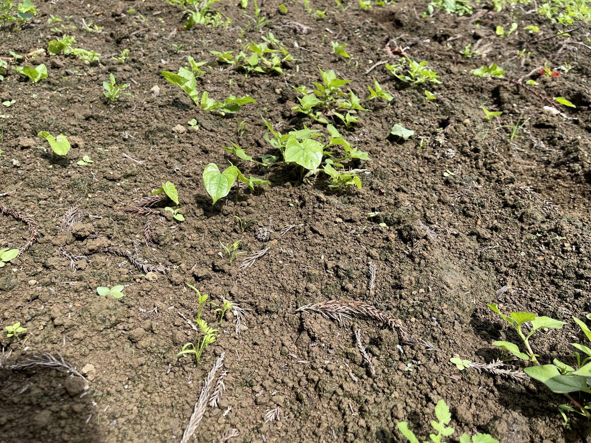 草の間で発芽した秋にんじん
