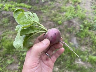 初夏の葉物セット