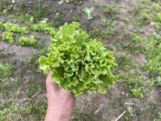 初夏の葉物セット