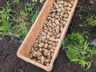 アリカ自然栽培 にんじん・じゃがいも たっぷり8kgセット