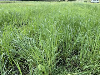 草刈り前の草に覆われたサツマイモ畑