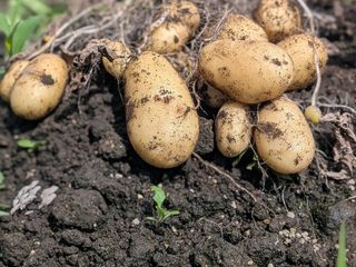 土が付いた試し掘り直後のメークイン
