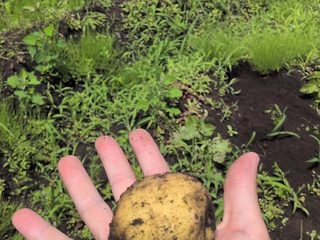 試し掘りしたキタアカリを手に持っている様子