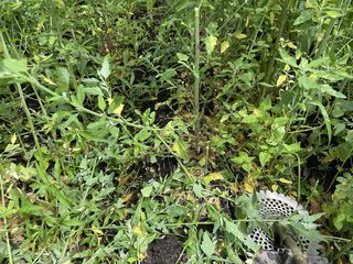草と春大根の残渣を土の上へ残した畑
