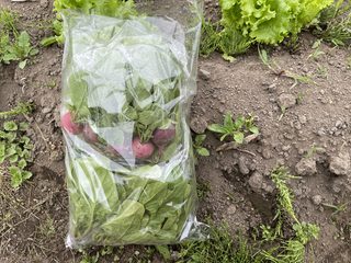 初夏の葉物セット