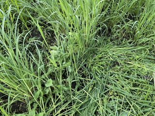 草刈り前のサツマイモ畑に伸びた草
