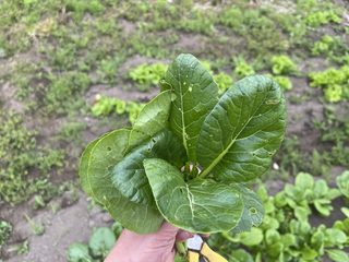 初夏の葉物セット